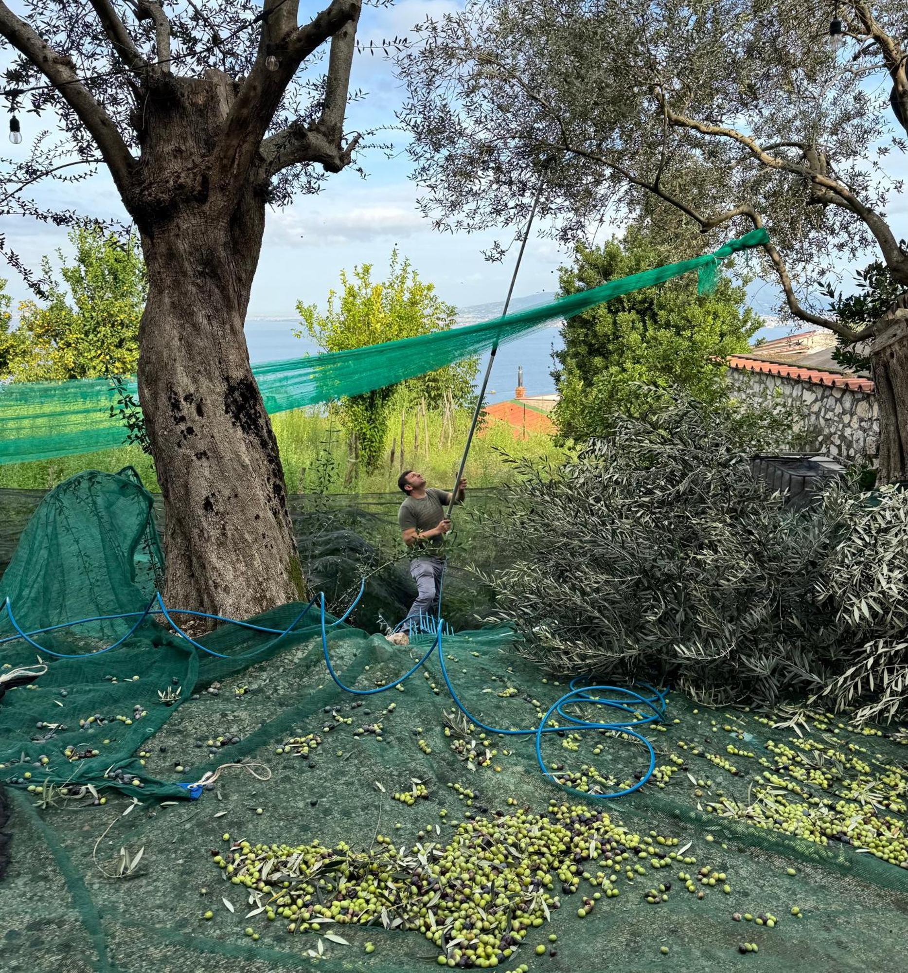 Antica Tenuta Celotto Vico Equense Dış mekan fotoğraf